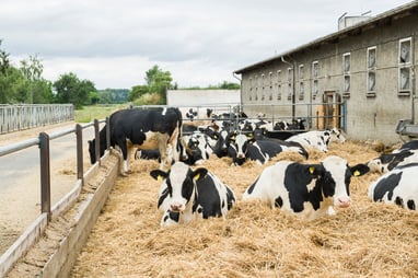 dry-cows-barn-auligk_180613_016-1