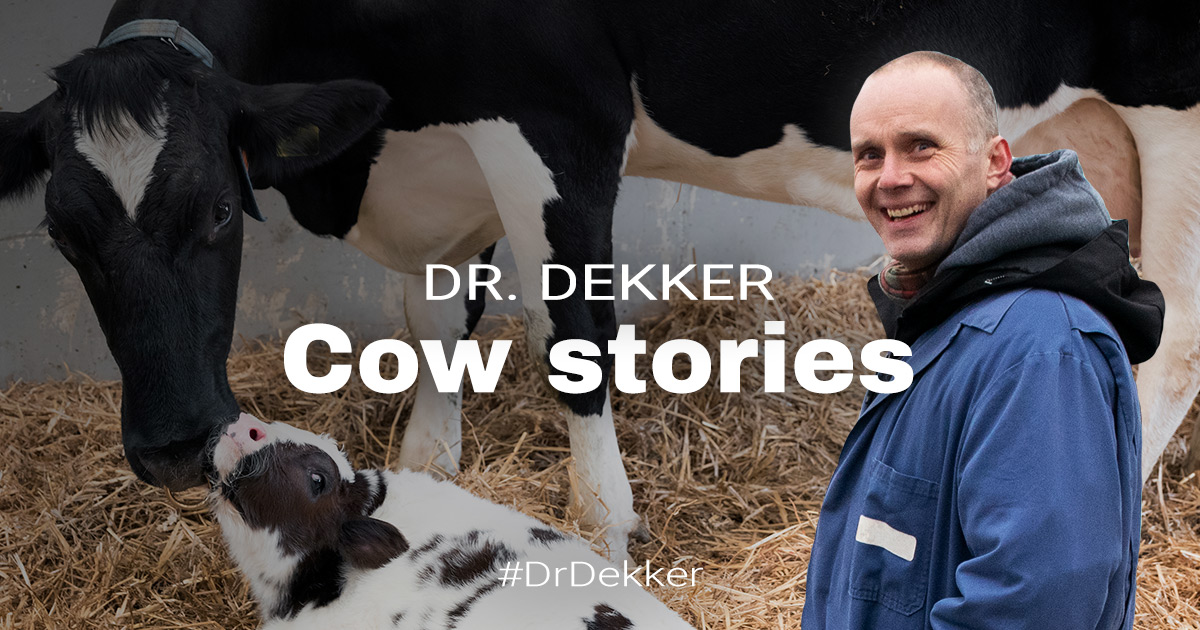 Hot Cow, No Calf - Investigating Heat Stress on a Welsh Dairy Farm | Dr. Dekker