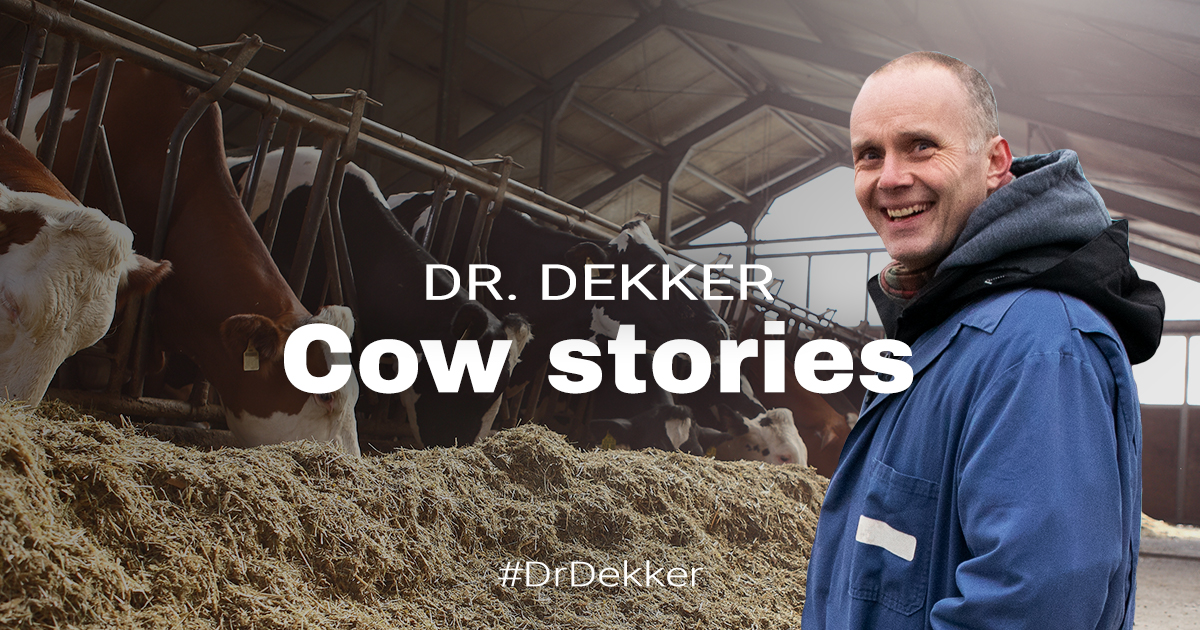 Dr. Dekker Cow stories