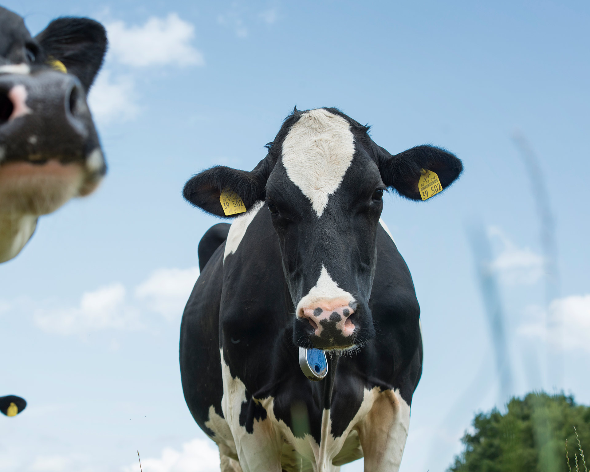 What do you need to know about the immune system of a cow?