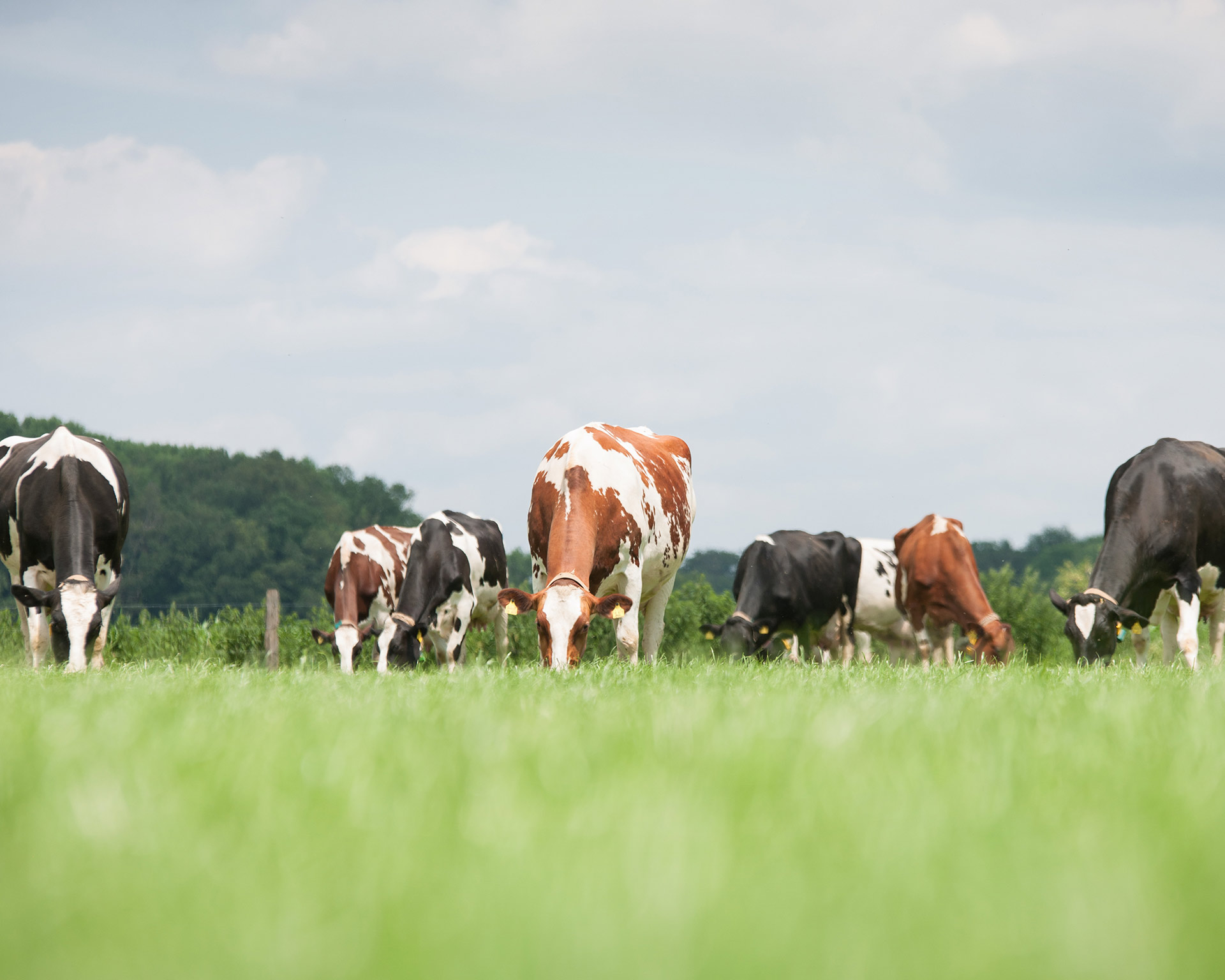 Optimising the post-freshening period for dairy cows - All About Feed