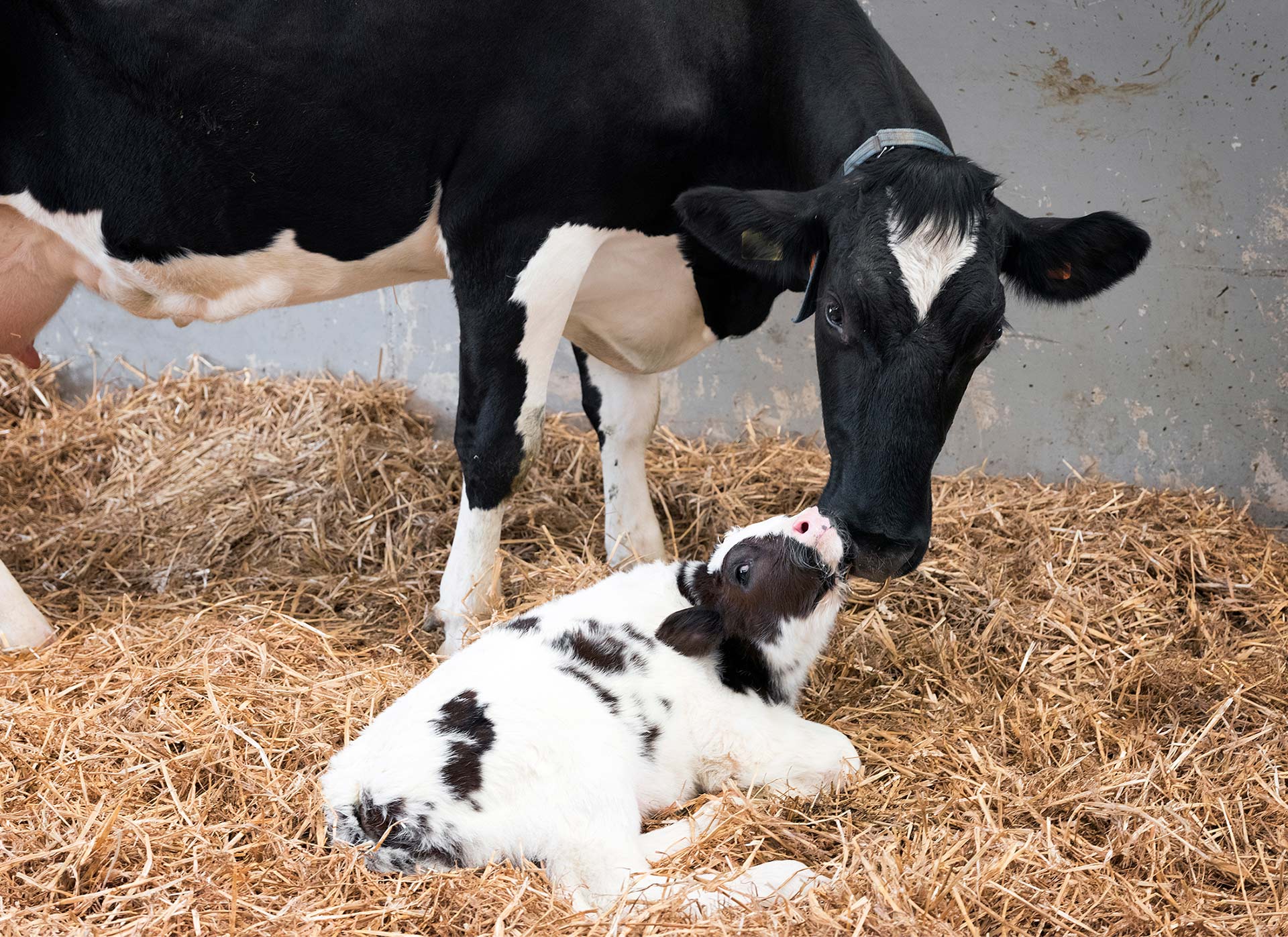 Seewen - Laktoseintoleranz: Trägt die Kuh Hörner, ist die Milch verträglich  – sagt dieser Schweizer Bauer